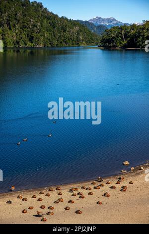 L'oie patagonienne (oie cendrée) est abondante sur les rives du lac Correntoso, Seven Lakes Road, Ruta 40, province de Neuquén, Argentine Banque D'Images