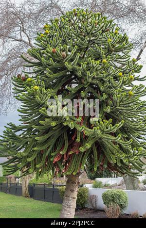 Arbre de puzzle singe. Conifer Monkey Puzzle Tree, Monkey Tail Tree, Chile Pine, Pehuen Araucaria araucana, originaire du Chili, Amérique du Sud. Pas de Banque D'Images