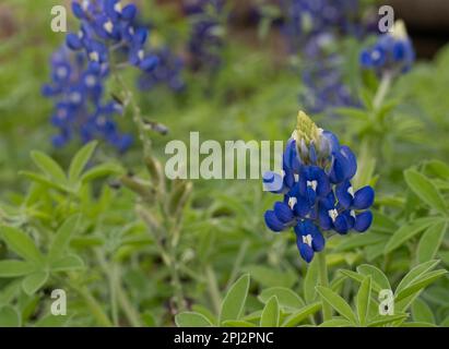 Gros plan d'un champ de plantes Texas Bluebonnet en fleurs photographiées avec une faible profondeur de champ au niveau des yeux. Banque D'Images