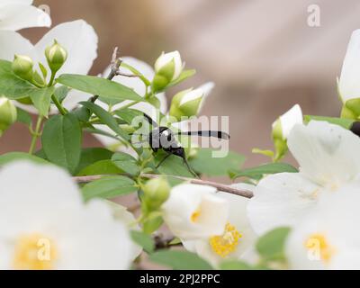 Gros plan d'une guêpe potter sur une plante d'orange fantaisie avec des fleurs blanches. Photographié avec une faible profondeur de champ. Banque D'Images