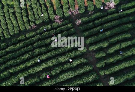 QIANDONGNAN, CHINE - le 30 MARS 2023 - une photo aérienne montre les producteurs de thé qui cueilent du thé dans la plantation de thé de Mazhai, dans la ville de Longquan, dans le comté de Danzhai, à Qian Banque D'Images