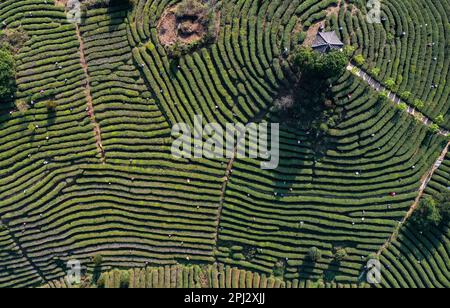 QIANDONGNAN, CHINE - le 30 MARS 2023 - une photo aérienne montre les producteurs de thé qui cueilent du thé dans la plantation de thé de Mazhai, dans la ville de Longquan, dans le comté de Danzhai, à Qian Banque D'Images