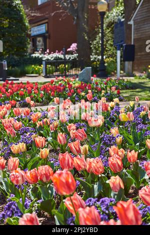 Tulipes multicolores poussant dans un lit de fleurs de printemps. Banque D'Images