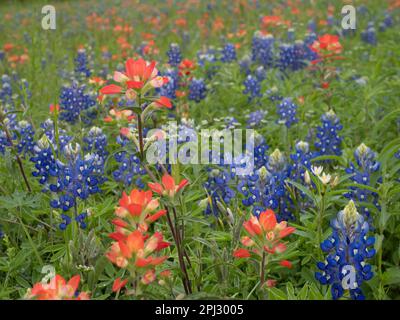 Gros plan des pinceaux indiens du Texas et des fleurs de l'État du Texas, les bluebonnets. Photographié avec une faible profondeur de champ au niveau des yeux. Banque D'Images
