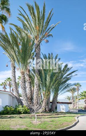 Ensemble de palmiers hauts et balançant doucement dans la brise, la zone tropicale verte ajoutant une touche de charme naturel et de tranquillité à la région Banque D'Images