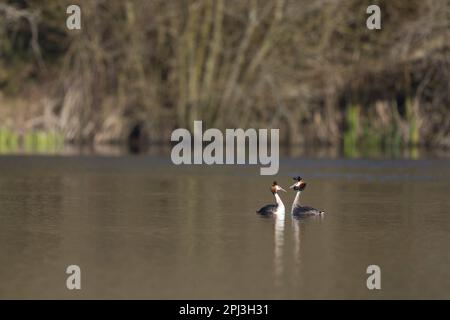Grand grebe à crête podiceps cristatus, reproduction de plumage adulte paire en exposition, Suffolk, Angleterre, Mars Banque D'Images