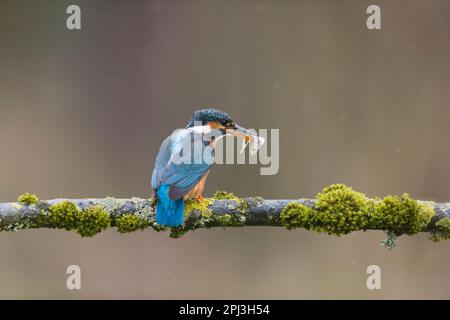 La commune de kingfisher Alcedo atthis, femelle adulte perchée sur une branche de mousse avec 3 épinoches à trois branches Gasterosteus aculeatus, proie dans le bec, Suffolk Banque D'Images