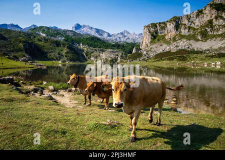 Vaches autour du lac Ercina à Covadonga, Picos de Europa, Asturies, Espagne Banque D'Images