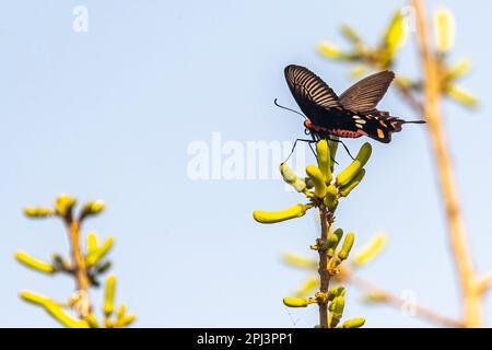 Un papillon de rose commun sur un arbre Banque D'Images