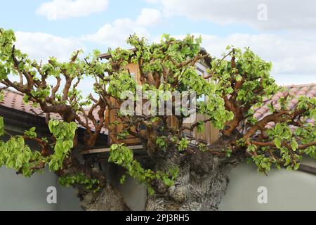 Maison d'arbre pour enfants sur grand coffre à l'extérieur Banque D'Images