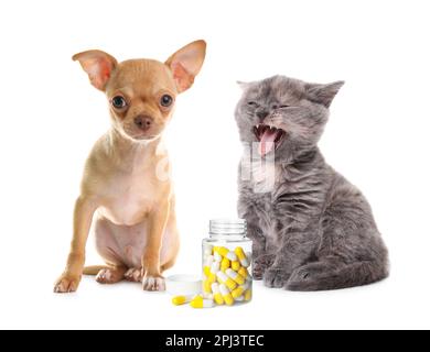 Vitamines pour animaux de compagnie. Chien mignon avec chaton et pilules sur fond blanc Banque D'Images