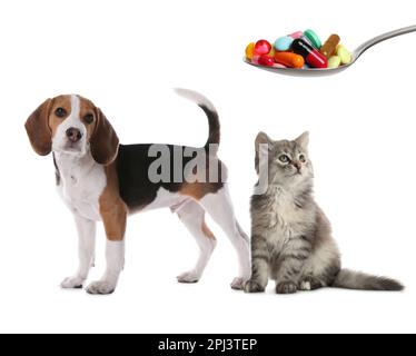 Vitamines pour animaux de compagnie. Chien mignon, chat et cuillère avec différentes pilules sur fond blanc Banque D'Images