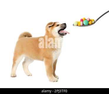 Vitamines pour animaux de compagnie. Chien mignon et cuillère avec différentes pilules sur fond blanc Banque D'Images