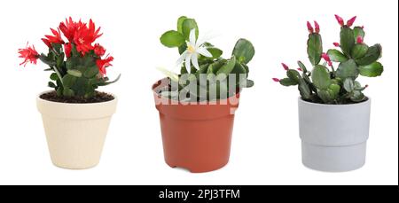 Ensemble avec différents magnifiques cactus sur fond blanc. Bannière Banque D'Images