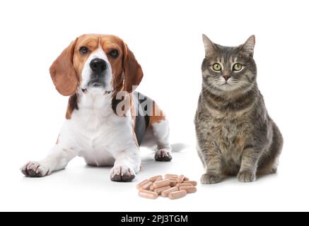 Vitamines pour animaux de compagnie. Chien mignon avec chat et pilules sur fond blanc Banque D'Images