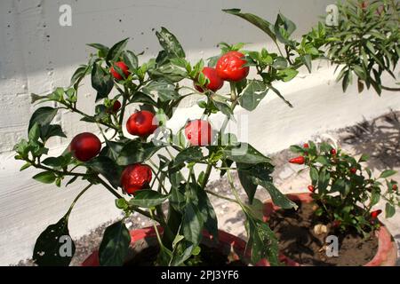 Poivrons (Capsicum annuum var Glabriusculum) croissant dans un pot : (pix Sanjiv Shukla) Banque D'Images