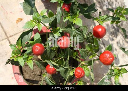 Poivrons (Capsicum annuum var Glabriusculum) croissant dans un pot : (pix Sanjiv Shukla) Banque D'Images