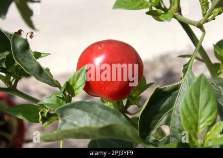 Poivrons (Capsicum annuum var Glabriusculum) croissant dans un pot : (pix Sanjiv Shukla) Banque D'Images