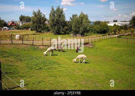 Prairie avec des animaux le long du Ringvaart du Zuidplaspolder à Nieuwerkerk Noord aux pays-Bas Banque D'Images