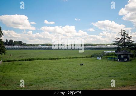 Prairie avec des animaux le long du Ringvaart du Zuidplaspolder à Nieuwerkerk Noord aux pays-Bas Banque D'Images