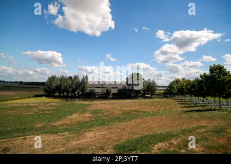 Prairie avec des animaux le long du Ringvaart du Zuidplaspolder à Nieuwerkerk Noord aux pays-Bas Banque D'Images