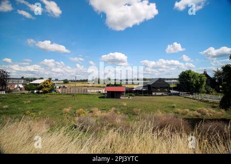 Prairie avec des animaux le long du Ringvaart du Zuidplaspolder à Nieuwerkerk Noord aux pays-Bas Banque D'Images