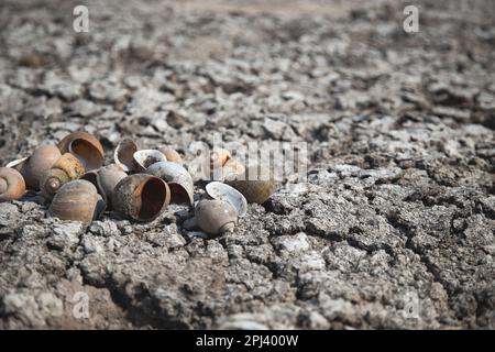 Mollusques séchés sur des sols secs et fissurés, réchauffement de la planète, impacts environnementaux Banque D'Images