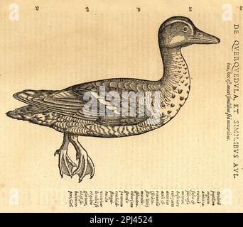 Canard Garganey, spatule querquedula. De Avibus, de Anatib. Feris., de Querquedula et similibus avibus. Gravure sur bois d'après une illustration de Lucas Schan et Conrad Gessner de l'Histoire de Conrad Gessner, de avium natura, (Histoire naturelle des animaux : oiseaux), Francfort, Wechel pour Cambier, 1585. Banque D'Images