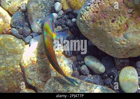 Turquie, côte lycienne : Wrasse (wrasse turque) (Meerpfau) (Thalassoma pavo). Banque D'Images