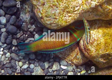 Turquie, côte lycienne: Mâle Wrasse (wrasse turque) (Meerpfau) (Thalassoma pavo) avec jeune femelle. Banque D'Images