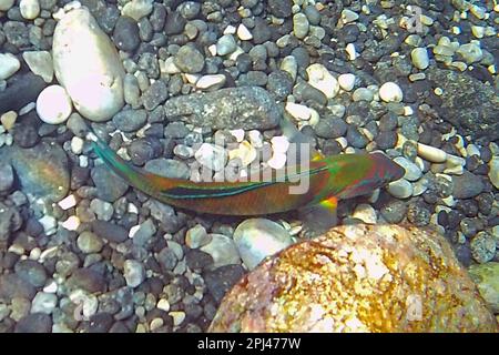 Turquie, côte lycienne : Wrasse (wrasse turque) (Meerpfau) (Thalassoma pavo). Banque D'Images