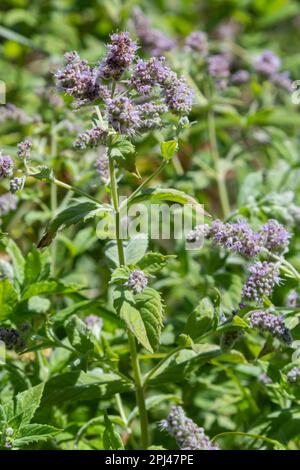 Dans la menthe sauvage pousse long-leaved Mentha longifolia. Banque D'Images