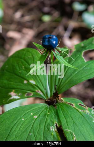 Quadrifolia de Paris. Plante toxique, elle peut également être utilisée comme plante médicinale. Banque D'Images