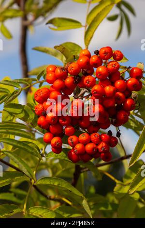 Rowan sur une branche. rowan rouge. Baies de Rowan sur l'arbre de rowan. Sorbus aucuparia. Banque D'Images