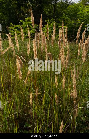 Calamagrostis epigejos est une plante herbacée vivace de la famille des jambes minces avec un long rhizome rampant. Banque D'Images