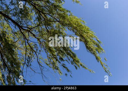 Le saule doré pleurant est l'arbre pleurant le plus populaire et le plus cultivé dans les régions tempérées chaudes du monde. Banque D'Images
