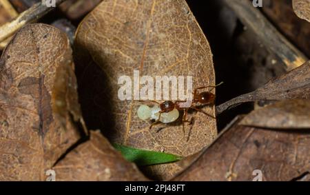 Myrmica ruginodis transportant une grande larve. Un fourmi rouge déplaçant un grub en sécurité dans un nid perturbé. Banque D'Images