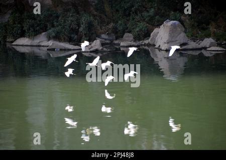 République populaire de Chine, province de Guangxi, Guilin : petits Egrettes (Egretta garzetta) sur le Lijiang, ou Li River, avec son paysage remarquable de Banque D'Images
