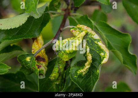 Pucerons aux pommes qui se torchent les feuilles de rose, Dysaphis devecta, ravageur des pommiers. Détail de la feuille affectée. Banque D'Images