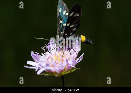 Nine-teated Moth ou Yellow Belted burnett, Amata phegea, anciennement Syntomis phegea, macro dans les mauvaises herbes, foyer sélectif, DOF peu profond Banque D'Images