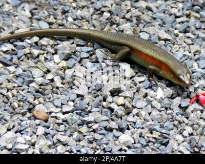 Thaïlande, île de Phuket: SunSun Skink (Eutropis multifasciata) dans le parc ornithologique de Phuket. Banque D'Images