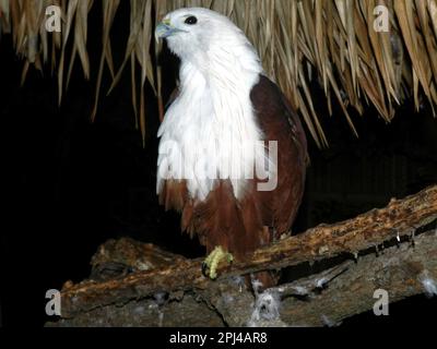 Philippines, Visayas de l'est, île de Samar, Calbayog : Épervier-aigle à ventre rafrain (Lophotriorchis kienerii). Banque D'Images