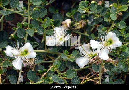 République populaire de Chine, province de Xinjiang, Kuqa: Caper bush (Capparis spinosa) en fleur dans les ruines de Subashi. Les baies et les bourgeons sont marinés et Banque D'Images