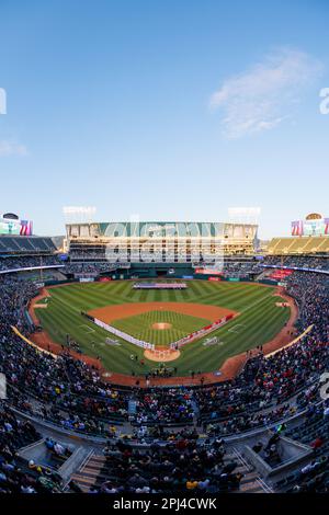 Oakland, Californie, 30 mars 2023. Oakland Athletics, Left, et Los Angeles Angels joueurs et entraîneurs se tiennent sur les lignes de base avant un match de baseball du jour d'ouverture à Oakland, en Californie, jeudi, 30 mars 2023. Banque D'Images