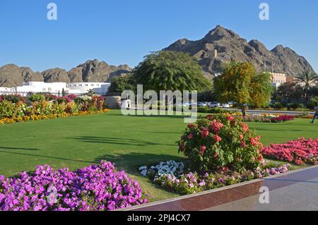 Oman, Muscat : une section des murs d'origine de la ville d'Old Muscat, accrochée à flanc de colline, avec des tours de guet régulières construites. Jardins fleuris adjoini Banque D'Images