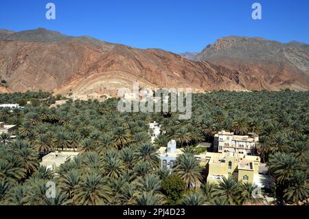 Oman, Birkat al Mawz : un village de bâtiments en brique-boue abandonnés au pied d'un affleurement spectaculaire en pierre, entouré d'une mer de palmiers dattiers. Banque D'Images