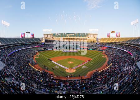 Oakland, Californie, 30 mars 2023. Oakland Athletics, Left, et Los Angeles Angels joueurs et entraîneurs se tiennent sur les lignes de base avant un match de baseball du jour d'ouverture à Oakland, en Californie, jeudi, 30 mars 2023. Banque D'Images