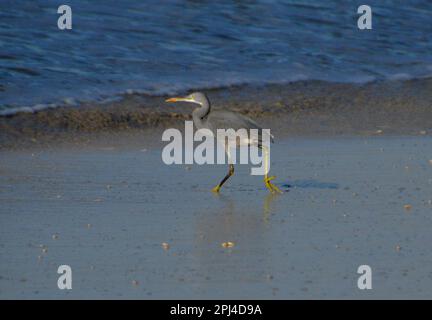 Heron (Egretta gularis) sur la plage de Salalah, Oman. Banque D'Images