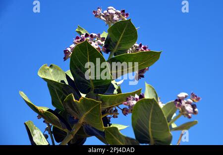 Fleurs de la Pomme de Sodome (Calotropis procera), plante toxique du désert à Tawi Attair, Oman. Banque D'Images