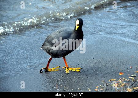 Chili. Pucon : Foulque rouge (Fulica armillata). Banque D'Images